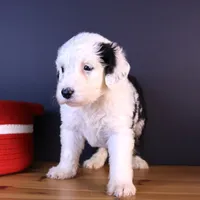 LIberty, a female Sheepadoodle for sale in Brownstown, IL – 5 of 9