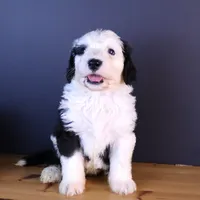 Freedom, a female Sheepadoodle for sale in Brownstown, IL – 8 of 9