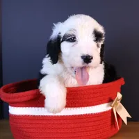 Anthem, a female Sheepadoodle for sale in Brownstown, IL – 8 of 9
