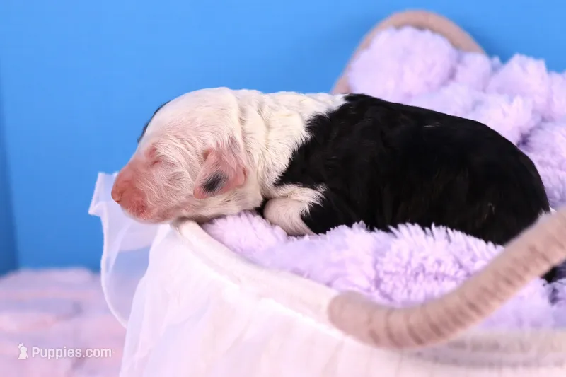 Betsy R. – Sheepadoodle puppy for sale in Vandalia, IL