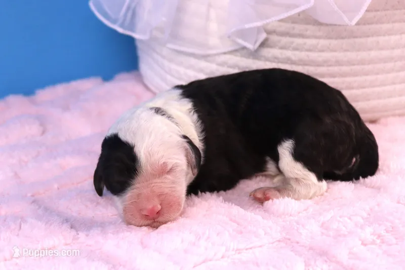 Adams – Sheepadoodle puppy for sale in Vandalia, IL