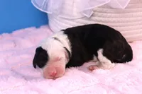 Adams, a male Sheepadoodle for sale in Vandalia, IL – 1 of 4