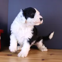 Betsy R., a female Sheepadoodle for sale in Brownstown, IL – 8 of 10