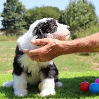 America, a female Sheepadoodle for sale in Brownstown, IL – 5 of 9