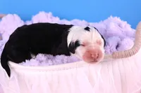 Freedom, a female Sheepadoodle for sale in Vandalia, IL – 4 of 5