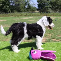 Betsy R., a female Sheepadoodle for sale in Brownstown, IL – 9 of 10