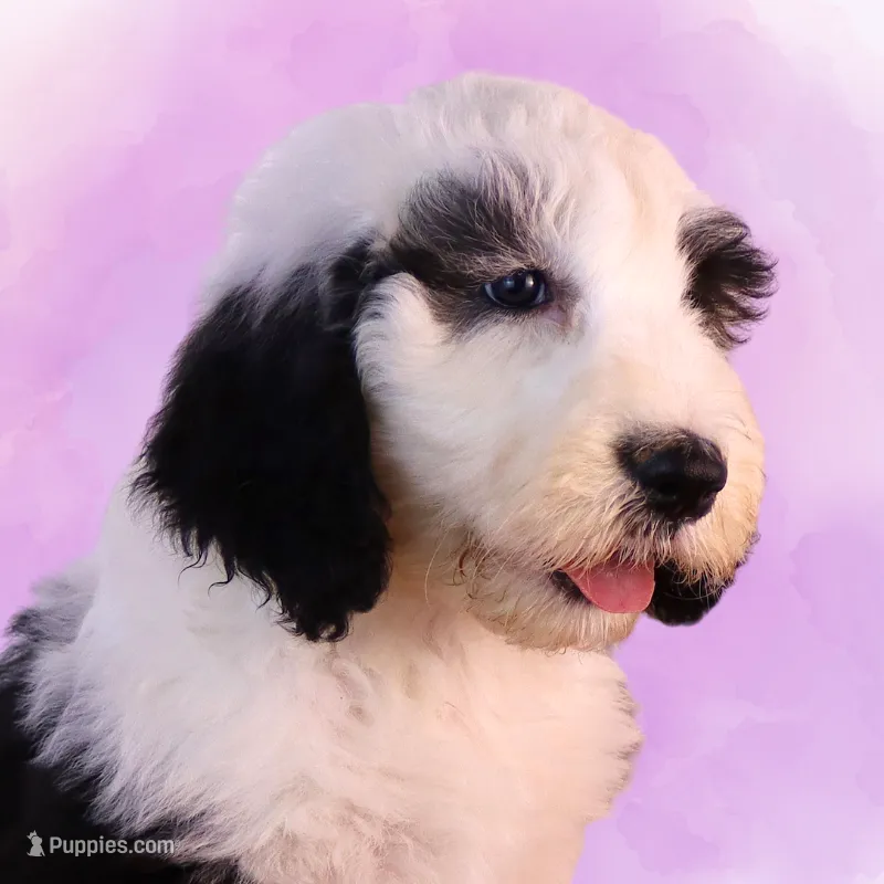 Anthem – Sheepadoodle puppy for sale in Brownstown, IL