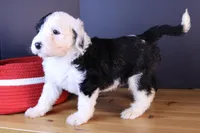 Betsy R., a female Sheepadoodle for sale in Brownstown, IL – 3 of 10