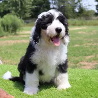 America, a female Sheepadoodle for sale in Brownstown, IL – 6 of 9
