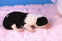 Adams, a male Sheepadoodle for sale in Vandalia, IL – 2 of 4