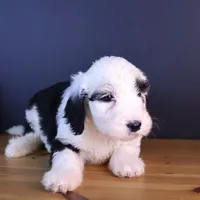 Anthem, a female Sheepadoodle for sale in Brownstown, IL – 9 of 9