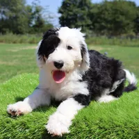Betsy R., a female Sheepadoodle for sale in Brownstown, IL – 5 of 10