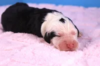 Freedom, a female Sheepadoodle for sale in Vandalia, IL – 3 of 5