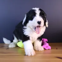 America, a female Sheepadoodle for sale in Brownstown, IL – 1 of 10