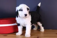 Anthem, a female Sheepadoodle for sale in Brownstown, IL – 4 of 9