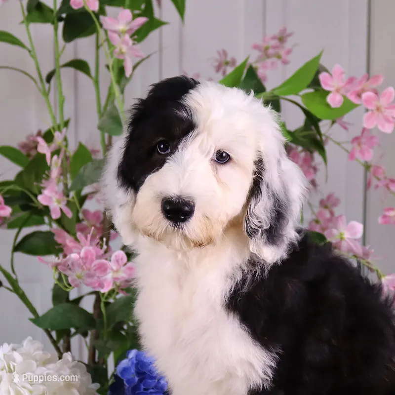 Betsy R. – Sheepadoodle puppy for sale in Brownstown, IL