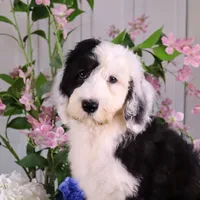 Betsy R., a female Sheepadoodle for sale in Brownstown, IL – 1 of 10