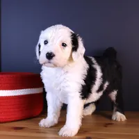 LIberty, a female Sheepadoodle for sale in Brownstown, IL – 6 of 9