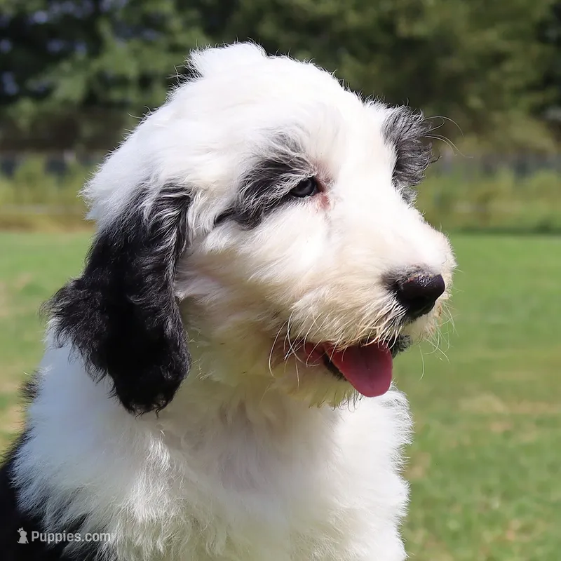 Anthem – Sheepadoodle puppy for sale in Brownstown, IL