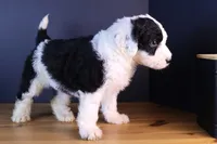 Betsy R., a female Sheepadoodle for sale in Brownstown, IL – 2 of 10
