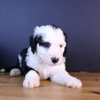 Freedom, a female Sheepadoodle for sale in Brownstown, IL – 6 of 9