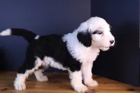 Anthem, a female Sheepadoodle for sale in Brownstown, IL – 5 of 9
