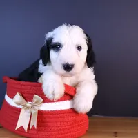 Freedom, a female Sheepadoodle for sale in Brownstown, IL – 4 of 9
