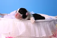 America, a female Sheepadoodle for sale in Vandalia, IL – 4 of 5