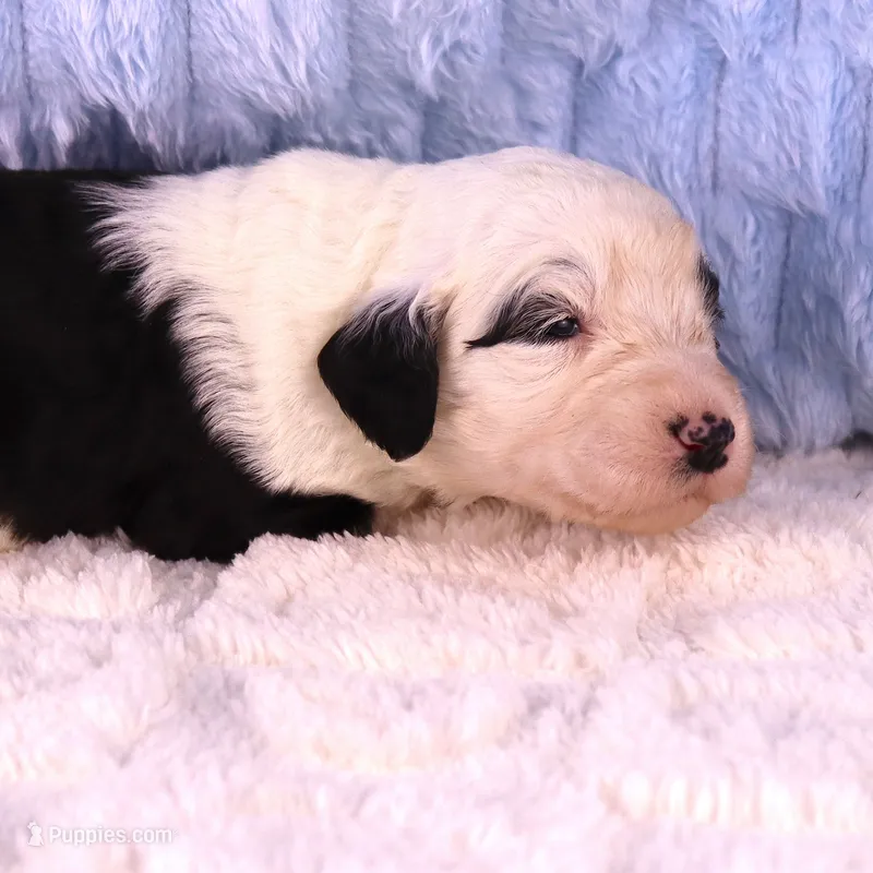 Anthem – Sheepadoodle puppy for sale in Vandalia, IL