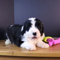 America, a female Sheepadoodle for sale in Brownstown, IL – 5 of 10