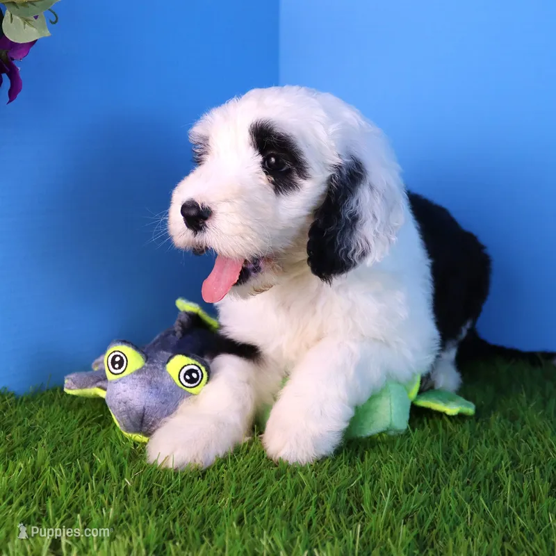 Anthem – Sheepadoodle puppy for sale in Brownstown, IL