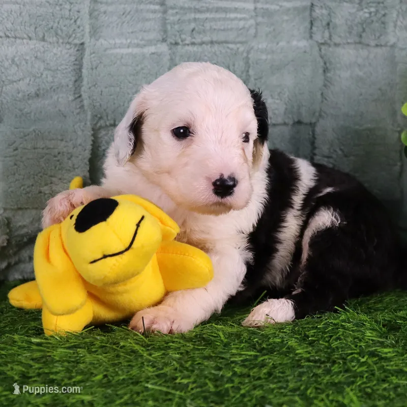LIberty – Sheepadoodle puppy for sale in Vandalia, IL