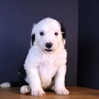 LIberty, a female Sheepadoodle for sale in Brownstown, IL – 7 of 9