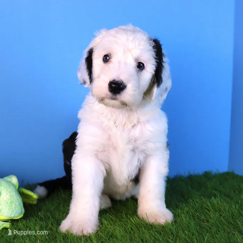 LIberty – Sheepadoodle puppy for sale in Brownstown, IL