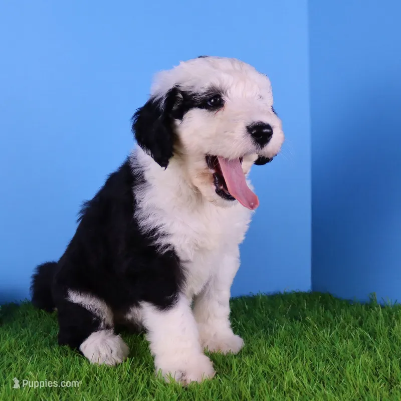 Freedom – Sheepadoodle puppy for sale in Brownstown, IL