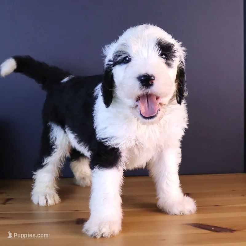 Anthem – Sheepadoodle puppy for sale in Vandalia, IL