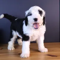 Anthem, a female Sheepadoodle for sale in Brownstown, IL – 1 of 9