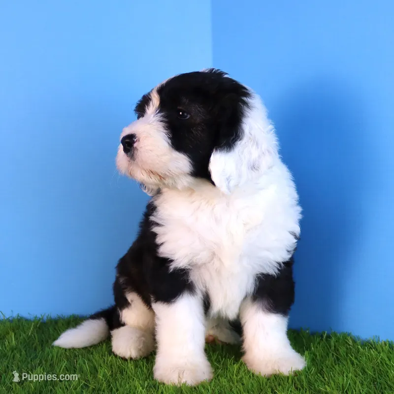 America – Sheepadoodle puppy for sale in Brownstown, IL