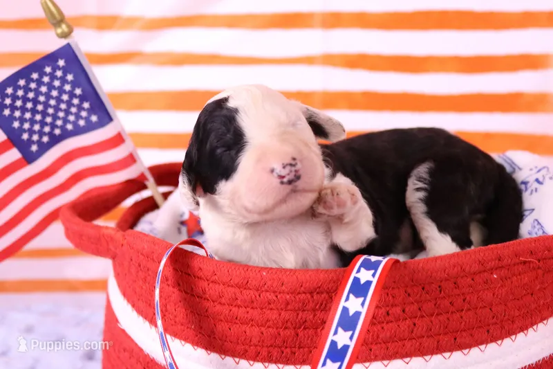Betsy R. – Sheepadoodle puppy for sale in Vandalia, IL