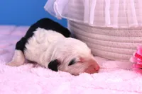 Anthem, a female Sheepadoodle for sale in Vandalia, IL – 3 of 5