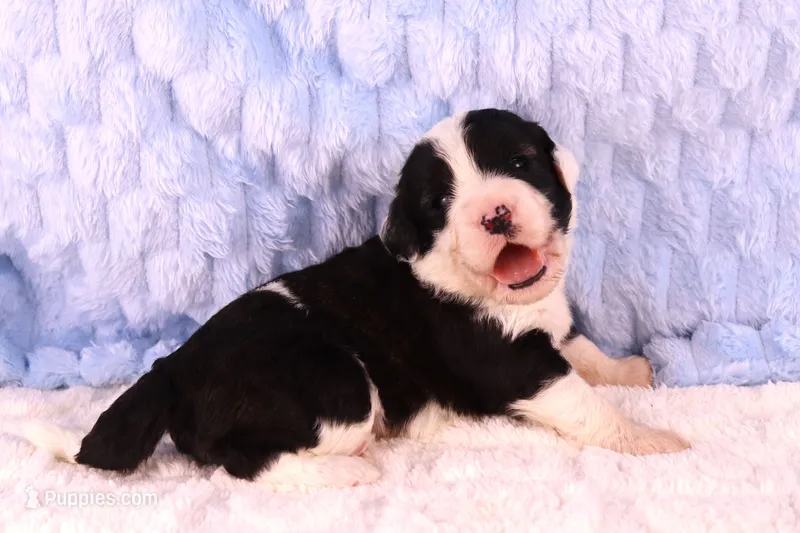 America – Sheepadoodle puppy for sale in Vandalia, IL