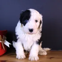 Betsy R., a female Sheepadoodle for sale in Brownstown, IL – 9 of 10