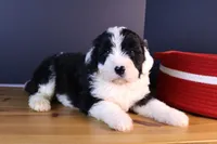 America, a female Sheepadoodle for sale in Brownstown, IL – 6 of 10