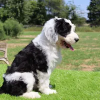 Betsy R., a female Sheepadoodle for sale in Brownstown, IL – 7 of 10