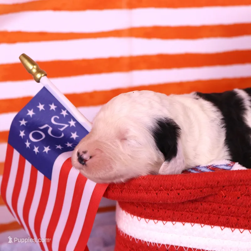 LIberty – Sheepadoodle puppy for sale in Vandalia, IL