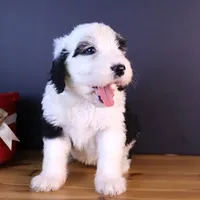 Anthem, a female Sheepadoodle for sale in Brownstown, IL – 2 of 9