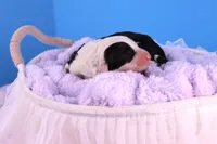 Betsy R., a female Sheepadoodle for sale in Vandalia, IL – 2 of 4