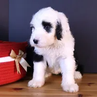 Anthem, a female Sheepadoodle for sale in Brownstown, IL – 3 of 9