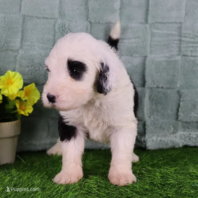 Anthem – Sheepadoodle puppy for sale in Vandalia, IL