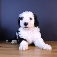 Freedom, a female Sheepadoodle for sale in Brownstown, IL – 3 of 9